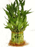 9GreenBox - 3 Tier 4" 6" 8" Top Quality Lucky Bamboo For Feng Shui (Total About 38 Stalks)