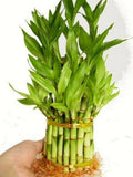 9GreenBox - 3 Tier 4" 6" 8" Top Quality Lucky Bamboo For Feng Shui (Total About 38 Stalks)