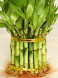 9GreenBox - 3 Tier 4" 6" 8" Top Quality Lucky Bamboo For Feng Shui (Total About 38 Stalks)