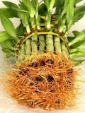 9GreenBox - 3 Tier 4" 6" 8" Top Quality Lucky Bamboo For Feng Shui (Total About 38 Stalks)