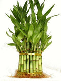 9GreenBox - 3 Tier 4" 6" 8" Top Quality Lucky Bamboo For Feng Shui (Total About 38 Stalks)