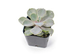 20 Live "B-Grade" Succulents | House Plants with Minor Flaws | Healthy Discounted Cheap Succulent Plants