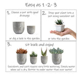 Altman Plants Mini Live Assorted Succulents Weddings, Party favors, DIY terrariums, Gifts 2" 20 Pack