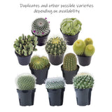 Altman Plants Assorted Live Cactus Collection mini real cacti for planters or gifts, 2.5", 12 Pack