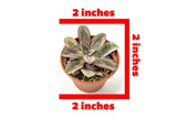 20 Live "B-Grade" Succulents | House Plants with Minor Flaws | Healthy Discounted Cheap Succulent Plants