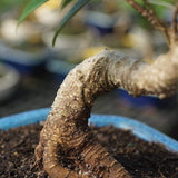 Brussel's Bonsai Live Golden Gate Ficus Indoor Bonsai Tree - 7 Years Old; 8" to 10" Tall