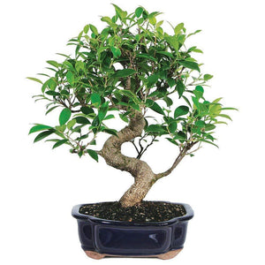 Brussel's Bonsai Live Golden Gate Ficus Indoor Bonsai Tree - 7 Years Old; 8" to 10" Tall
