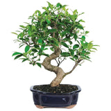 Brussel's Bonsai Live Golden Gate Ficus Indoor Bonsai Tree - 7 Years Old; 8" to 10" Tall