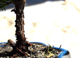 Zen Reflections Juniper Bonsai