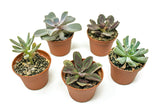 20 Live "B-Grade" Succulents | House Plants with Minor Flaws | Healthy Discounted Cheap Succulent Plants