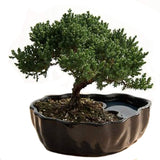 Zen Reflections Juniper Bonsai