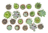 20 Live "B-Grade" Succulents | House Plants with Minor Flaws | Healthy Discounted Cheap Succulent Plants