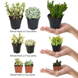 Altman Plants Mini Live Assorted Succulents Weddings, Party favors, DIY terrariums, Gifts 2" 20 Pack