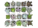 20 Live "B-Grade" Succulents | House Plants with Minor Flaws | Healthy Discounted Cheap Succulent Plants