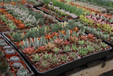 Altman Plants Mini Live Assorted Succulents Weddings, Party favors, DIY terrariums, Gifts 2" 20 Pack