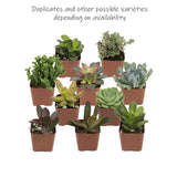 Altman Plants Mini Live Assorted Succulents Weddings, Party favors, DIY terrariums, Gifts 2" 20 Pack
