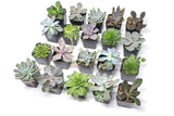 20 Live "B-Grade" Succulents | House Plants with Minor Flaws | Healthy Discounted Cheap Succulent Plants