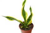 4 Different Snake Plants in 4" Pots - Sansevieria - Live Plant - FREE Care Guide