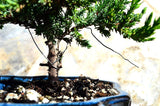 Zen Reflections Juniper Bonsai