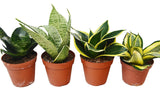 4 Different Snake Plants in 4" Pots - Sansevieria - Live Plant - FREE Care Guide