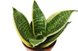 4 Different Snake Plants in 4" Pots - Sansevieria - Live Plant - FREE Care Guide