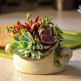 Altman Plants Mini Live Assorted Succulents Weddings, Party favors, DIY terrariums, Gifts 2" 20 Pack