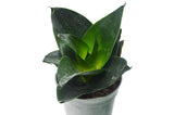 4 Different Snake Plants in 4" Pots - Sansevieria - Live Plant - FREE Care Guide