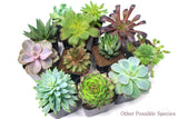 Succulent Plants (5 Pack), Fully Rooted in Planter Pots with Soil - Real Live Potted Succulents
