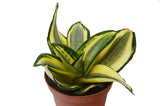 4 Different Snake Plants in 4" Pots - Sansevieria - Live Plant - FREE Care Guide