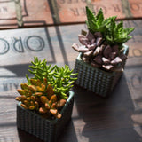 Altman Plants Mini Live Assorted Succulents Weddings, Party favors, DIY terrariums, Gifts 2" 20 Pack