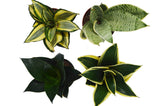 4 Different Snake Plants in 4" Pots - Sansevieria - Live Plant - FREE Care Guide