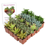Altman Plants Mini Live Assorted Succulents Weddings, Party favors, DIY terrariums, Gifts 2" 20 Pack