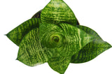 4 Different Snake Plants in 4" Pots - Sansevieria - Live Plant - FREE Care Guide