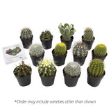 Altman Plants Assorted Live Cactus Collection mini real cacti for planters or gifts, 2.5", 12 Pack