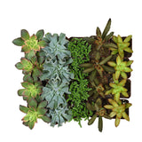 Altman Plants Mini Live Assorted Succulents Weddings, Party favors, DIY terrariums, Gifts 2" 20 Pack