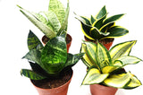 4 Different Snake Plants in 4" Pots - Sansevieria - Live Plant - FREE Care Guide