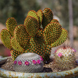 Altman Plants Assorted Live Cactus Collection mini real cacti for planters or gifts, 2.5", 12 Pack