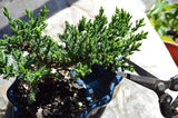 Zen Reflections Juniper Bonsai